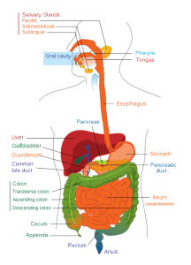 Digestive system