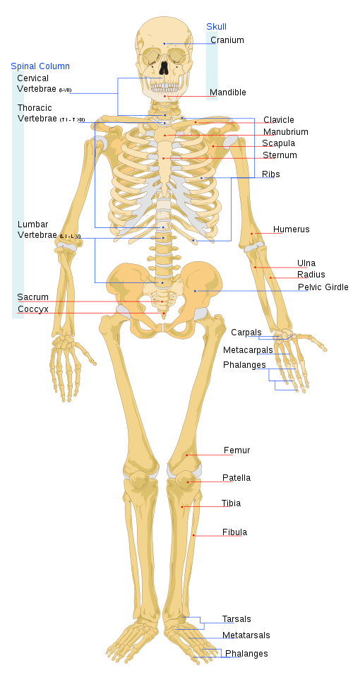 skeletal system diagram sketch