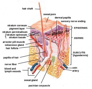 Human Skin - Integumentary System