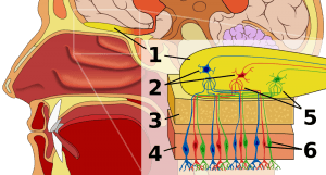 Olfactory system