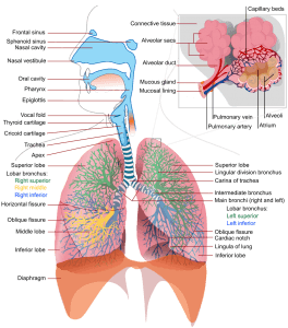 Respiratory system