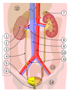 Urinary system