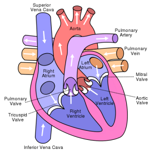 Cardiovascular System