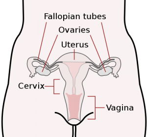 female reproductive system