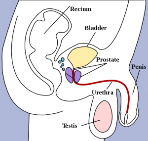 male reproductive system