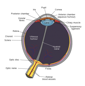 visual system