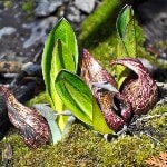 skunk cabbage for bronchitis