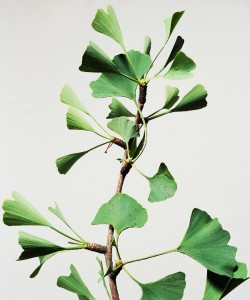 ginkgo biloba is one of the best natural remedies for premature ejaculation