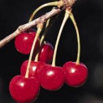 cherries