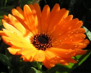 calendula flower