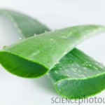 Aloe vera