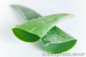 home remedies for angular cheilitis - aloe vera gel