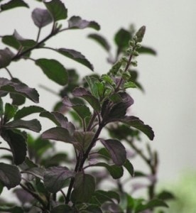 holy basil is one of the effective mouth ulcer remedies