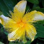 St. John's wort for sleep apnea