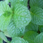 mint leaves