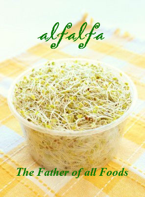 Alfalfa - Father of all Foods