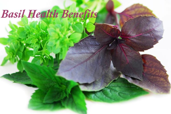 Health Benefits of Basil