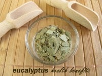 eucalyptus health benefits