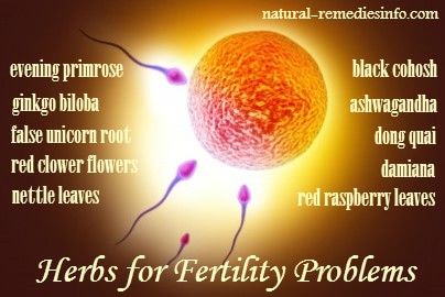 herbs to increase fertility naturally