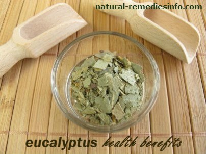 Eucalyptus health benefits