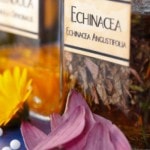 Echinacea