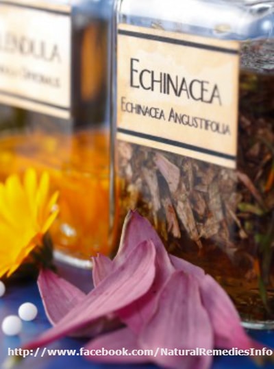 Echinacea Health Benefits