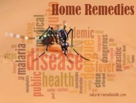 Insect bites natural remedies and treatments